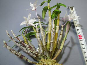 mo. круг луговые и горные травы длина сырой орхидея Dendrobium moniliforme . маленький блок 