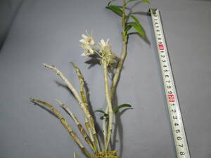 mo. круг луговые и горные травы длина сырой орхидея Dendrobium moniliforme .× желтый круг 