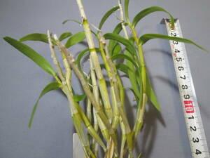 mo. круг луговые и горные травы длина сырой орхидея Dendrobium moniliforme Suzuka .②