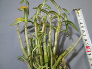 mo. круг луговые и горные травы длина сырой орхидея Dendrobium moniliforme . дерево рисовое поле 