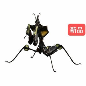 【新品】　ニセハナマオウカマキリ1齢幼虫（黒）　いきもの大図鑑アドバンス　バンダイ　生き物　昆虫　フィギュア　ガチャ