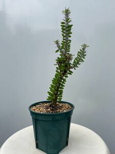 アローディア・プロセラ　Alluaudia procera 亜竜木塊根植物