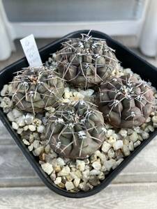 実生Gymnocalycium berchtii JS153 ギムノカリキウム ベルクティ　白粉系　サボテン　検）プロチャズキアナム エスペランザエ 