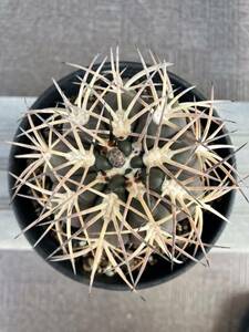 選抜実生 強刺 天平丸 ギムノカリキウム Gymnocalycium spegazziniiサボテン 