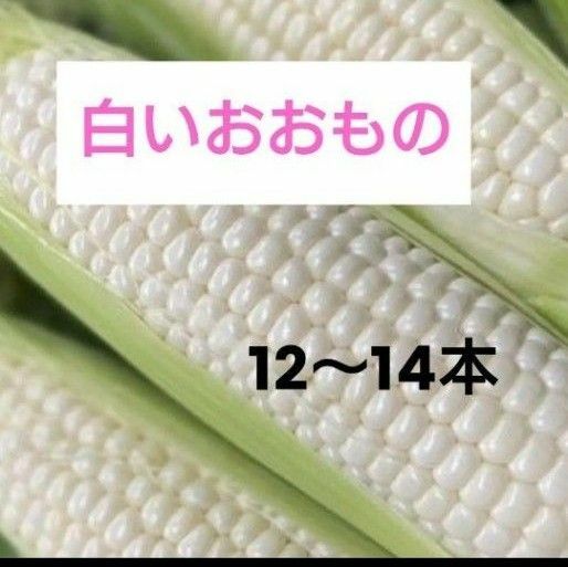 朝採り　もぎたて　白いとうもろこし　12本〜14本　1箱　5kg 　産地直送　自家栽培　白いおおもの　ハマる美味しさ　送料込み