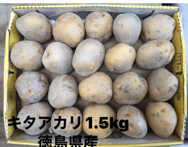 新じゃがいも　1.5kg箱込　きたあかり　徳島県産