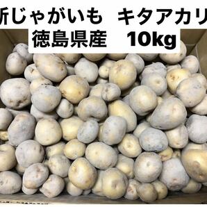 新じゃがいも　キタアカリ　10kg コロコロサイズ　