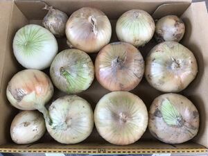  new sphere leek 3kg box included Tokushima prefecture production cultivation middle pesticide un- use. 