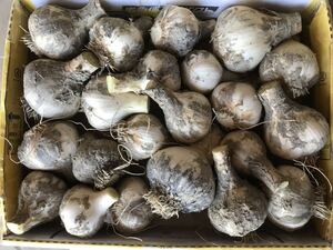  garlic 1.2kg box included Tokushima prefecture production cultivation middle pesticide un- use. 