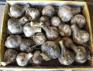  garlic 2kg box included Tokushima prefecture production cultivation middle pesticide un- use. 