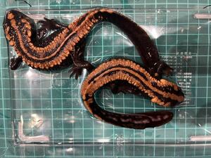 [ ultimate beautiful individual ]la male kob newt pair wild .. included approximately 20cm