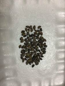 * Awaji Island. Japanese black pin seeds 2023 year 10 month . taking 60 piece water selection another goods 