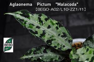 ★BEGO-SELECT★♪久々出品2分岐苗♪　アグラオネマ　”Malacoda”　★Aglaonema　Pictum　”Malacoda”　【BEGO-A02/L10-ZZ1/f1】★