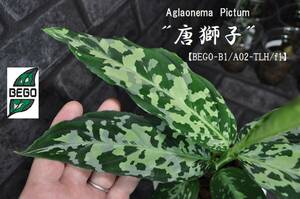 ★BEGO-SELECT★アグラオネマ　”唐獅子”★Aglaonema　Pictum &#34;唐獅子&#34;【BEGO-B1/A02-TLH/f1】★