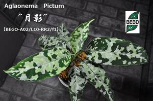 ★BEGO-SELECT★アグラオネマ　オリジナル交配株　”月影”★Aglaonema　Pictum　”月影”【BEGO-A02/L10-RR2/f1】★