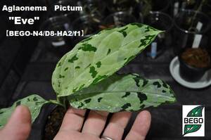 ★BEGO-SELECT★アグラオネマ　&#34;Eve&#34;　★Aglaonema　Pictum &#34;Eve&#34;【BEGO-N4/D8-HA2/f1】★