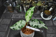 ★BEGO-SELECT★アグラオネマ　"Eve"　★Aglaonema　Pictum "Eve"【BEGO-N4/D8-HA2/f1】★_画像3