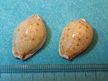 貝の標本・貝殻：テンジクダカラ 2個（タカラガイ）_画像2