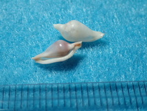 貝の標本・貝殻：スミレツグチ（ウミウサギ）_画像3