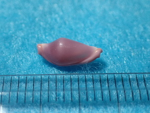 貝の標本・貝殻：アヤメケボリ（ウミウサギ）
