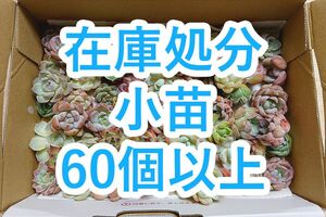 24051310 多肉植物 カット苗 小さめ60個以上 詰め合わせ エケベリア 【在庫処分・同梱不可】