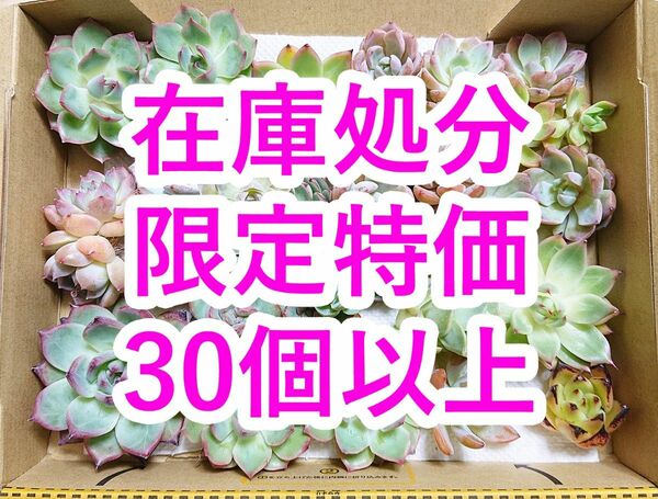 24051314 多肉植物 カット苗 30個以上 詰め合わせ エケベリア 【在庫処分・同梱不可】