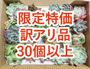 24050402 多肉植物 カット苗 30個以上 詰め合わせ エケベリア 【訳アリ品】