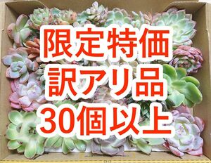 224050302 多肉植物 カット苗 30個以上 詰め合わせ エケベリア 【訳アリ品】