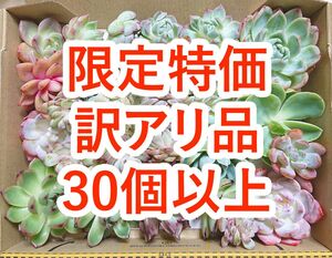 24050301 多肉植物 カット苗 30個以上 詰め合わせ エケベリア 【訳アリ品】