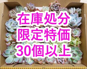 24051304 多肉植物 カット苗 30個以上 詰め合わせ エケベリア 【在庫処分・同梱不可】