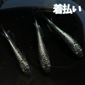 【さえり】初出品　上位+ 星田めだか ご本人様血統　シルビア　1ペア+メス　若魚　メダカ