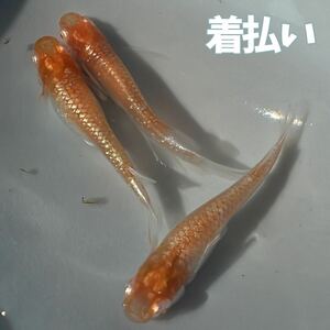 【さえり】王妃　夢中メダカ様血統　1ペア+メス　若魚 　メダカ