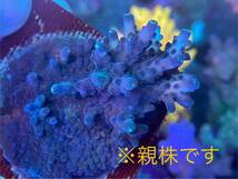 UCA Acropora SP.（オーストラリア産ミドリイシ ）_画像3