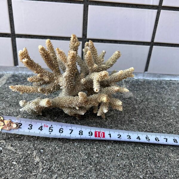 沖縄産　サンゴ　天然サンゴ
