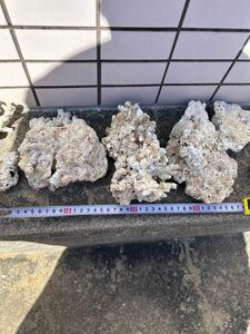 沖縄産　サンゴ石　ライブロック　珊瑚　