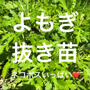 静岡県産よもぎ 無農薬 新鮮 蓬 ヨモギ よもぎ蒸し