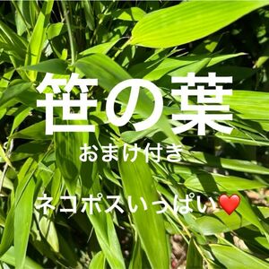 新鮮 笹の葉 無農薬 静岡県産 小動物おやつ ペットのおやつ うさぎ モルモット ちんちら ネコポス