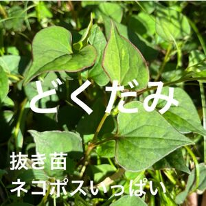 静岡県産 ドクダミ どくだみ 抜き苗 農薬不使用 天然 ネコポスいっぱい