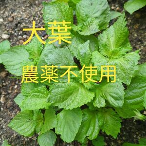 大葉(青じそ)　１０苗　　農薬不使用