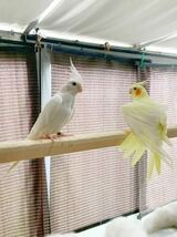 オカメインコ　有精卵　食用　1個_画像1