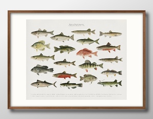 12036■送料無料!!アートポスター　絵画　A3サイズ『魚　フィッシュ　ビンテージ　図鑑』イラスト　北欧　マット紙