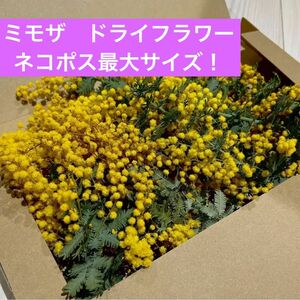 ミモザ　ドライフラワー　ネコポス　花材　素材　ハンドメイド