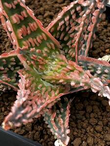 Aloe hybrid ① aloe hybrid real raw succulent plant 