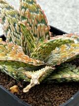 Aloe hybrid 11 アロエ ハイブリッド 実生 多肉植物 _画像5