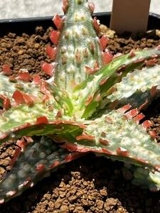 Aloe hybrid 11 アロエ ハイブリッド 実生 多肉植物 【2点以上落札送料無料】