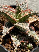 Aloe hybrid 18 アロエ ハイブリッド 実生 多肉植物 【2点以上落札送料無料】_画像5