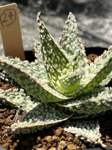 Aloe hybrid 24 アロエ ハイブリッド 実生 多肉植物 【2点以上落札送料無料】