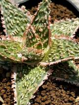 Aloe hybrid 37 アロエ ハイブリッド 実生 多肉植物 【2点以上落札送料無料】_画像8
