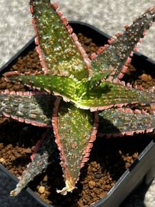 Aloe hybrid 42 アロエ ハイブリッド 実生 多肉植物 【2点以上落札送料無料】