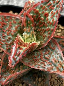 Aloe hybrid ③ アロエ ハイブリッド 実生 多肉植物 